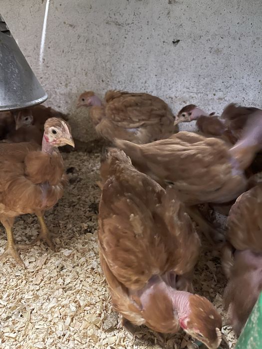 Pintos/Frangos do dia castanhos carne