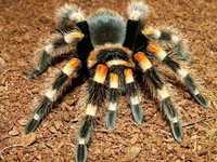 Продам паука-птицееда Brachypelma smithi