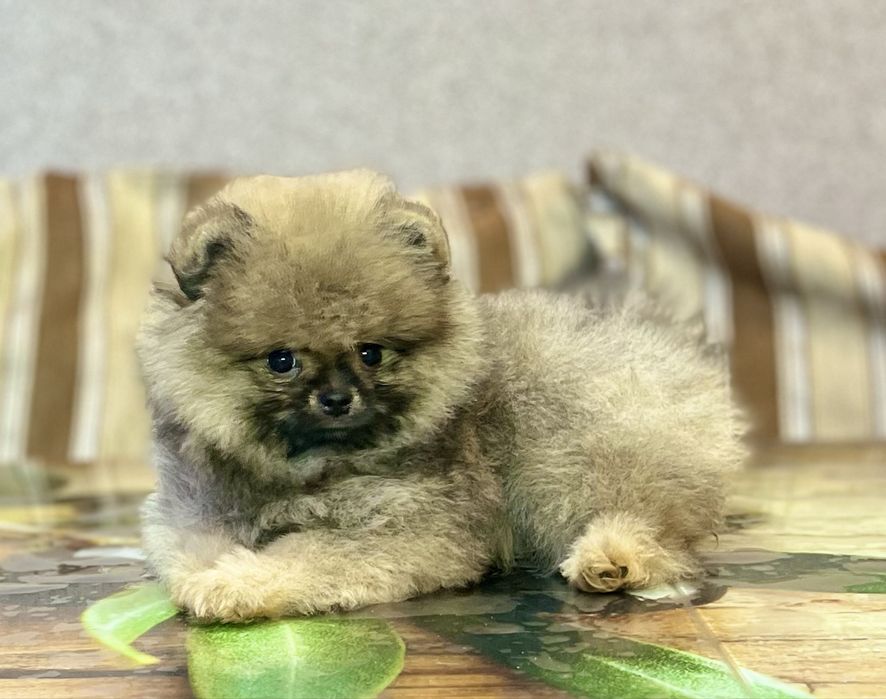 Дівчинка померанського шпіца.