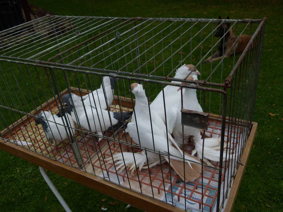 Gołębie zakonniki niemiecki i krymka polska