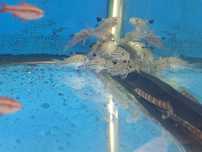 Corydoras Julii\Leopardo