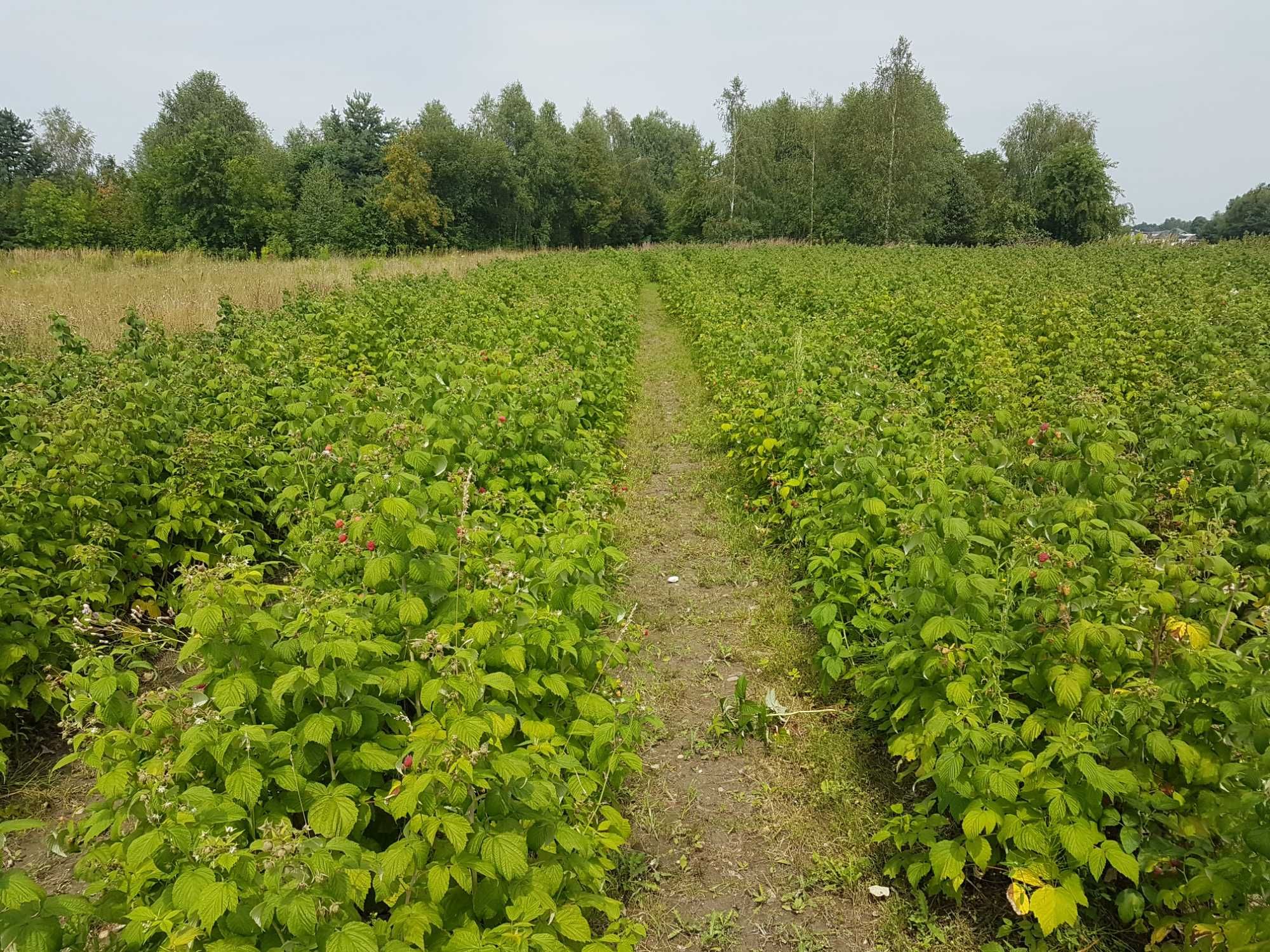 Świeze maliny z własnej  plantacji  ekologicznej