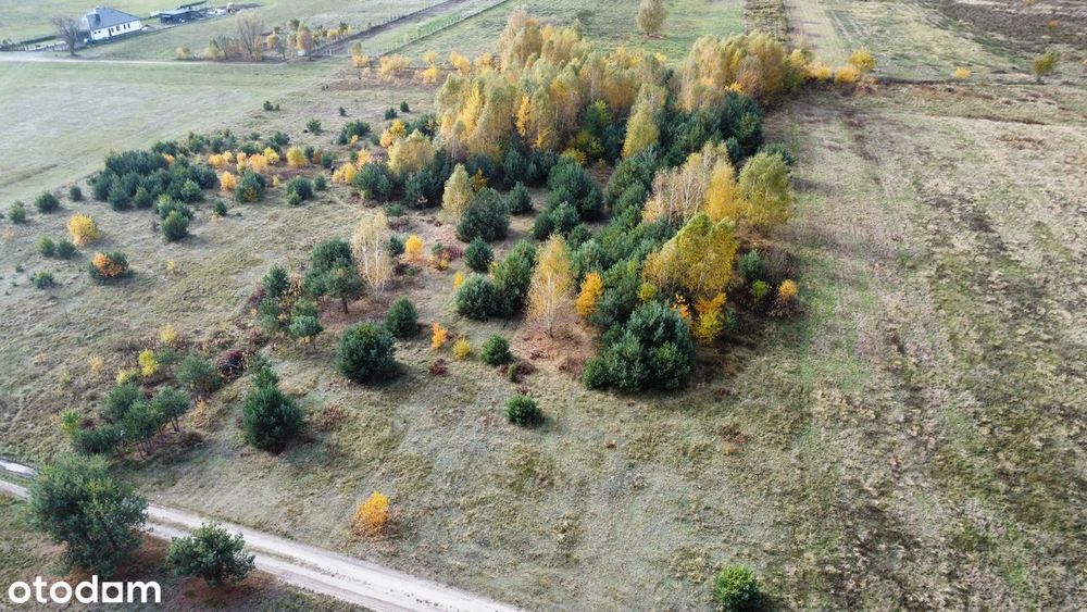 Działka mieszkaniowo-rekreacyjno-letniskowa w Pogorzeli