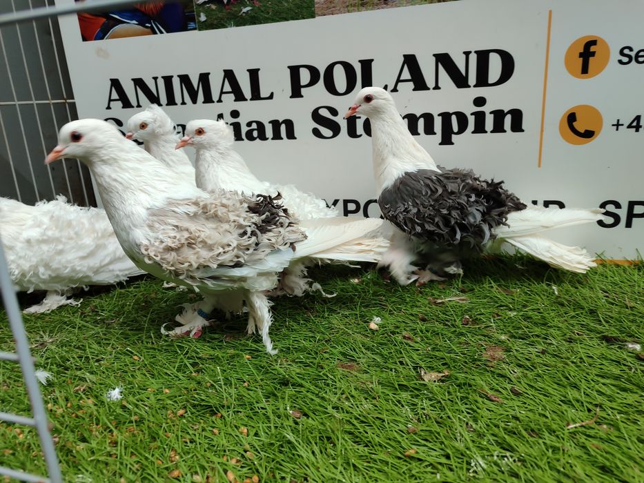 Gołębie. Loczki. Loczek. Możliwy transport