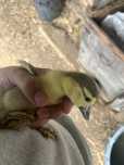 Patos mudos pequenos