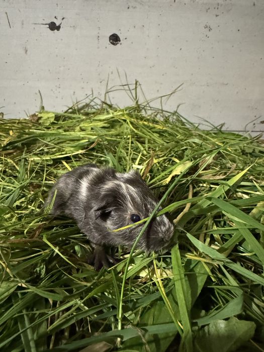 Świnki morskie Kawia