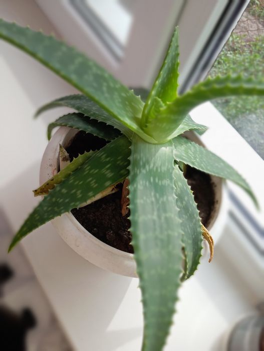 Доросла квітка алоє