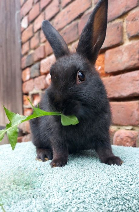 Czarny królik miniaturka króliczek mały samiec samica