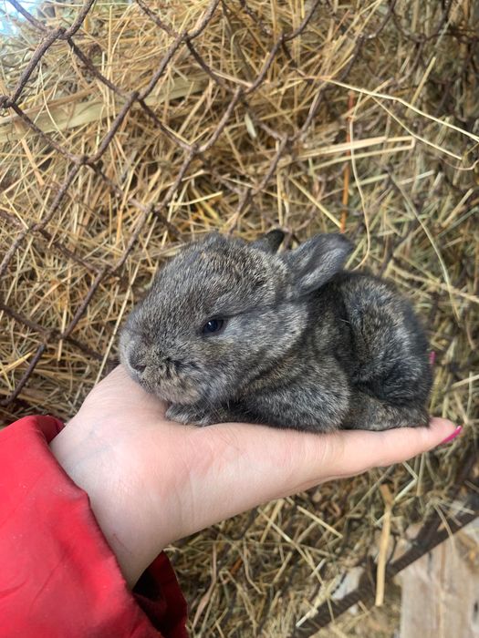 Продам кролів від 1,5 місяців