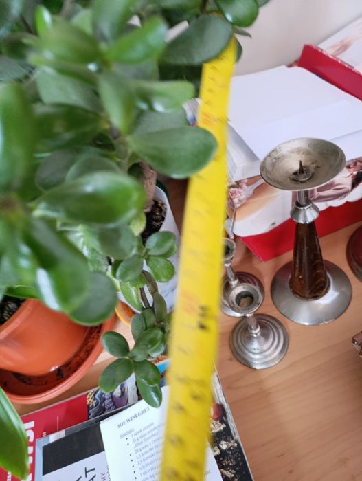 drzewko szczęścia grubosz pilnie sprzedam