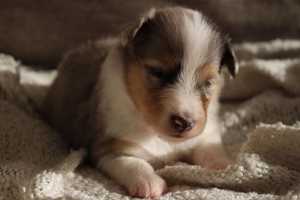 Owczarek szetlandzki blue merle ZKwP FCI sheltie