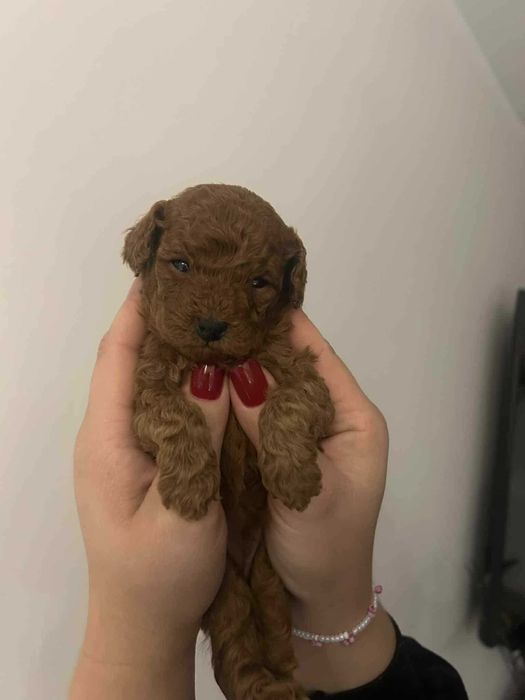 Pudel Toy / Piesek Badi red brown