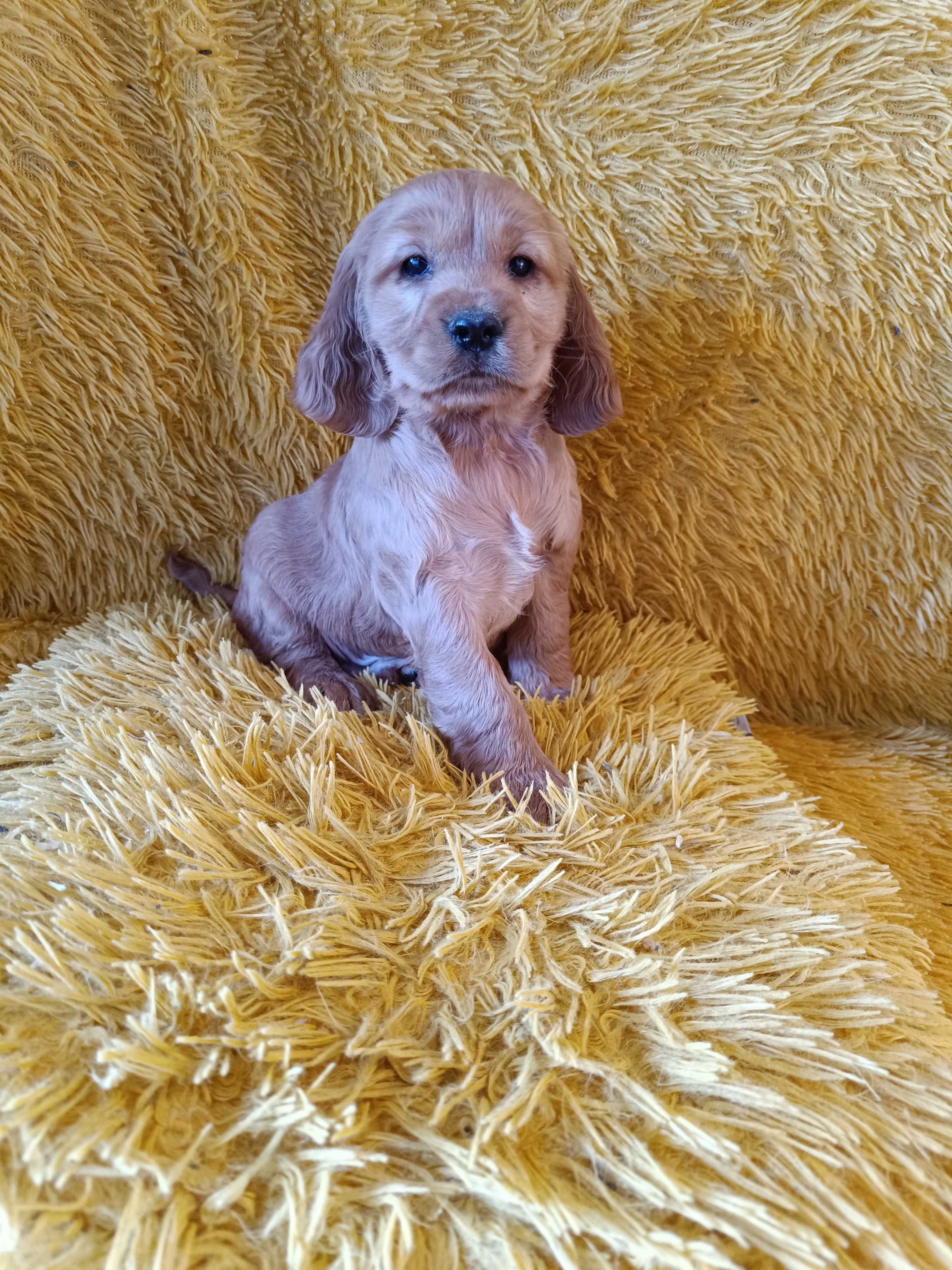 Cocker Spaniel Angielski Szczeniaczek Suczka