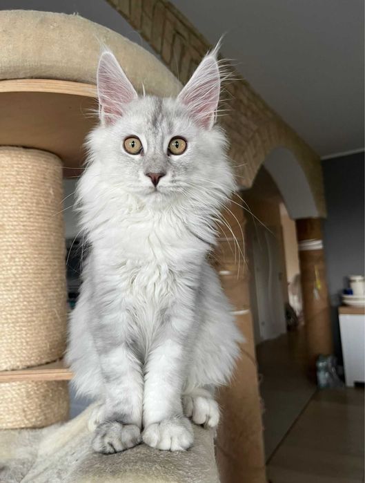 Kotka Maine coon ns 11