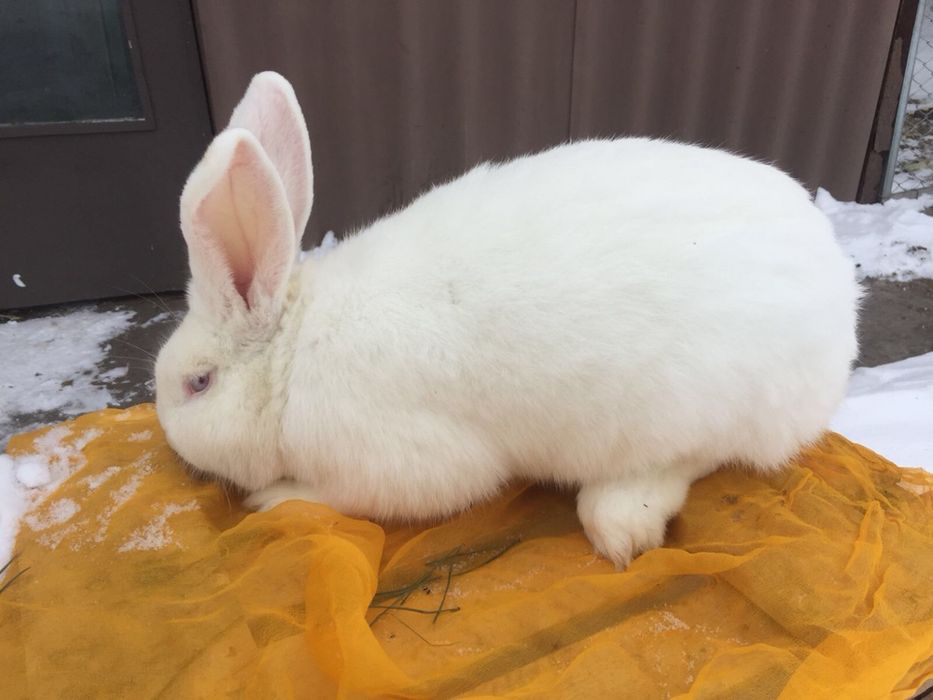 Кролики породи полтавське серебро, белий панон, калифорния.