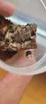 Skakun Królewski Phidippus regius
SOROA L6