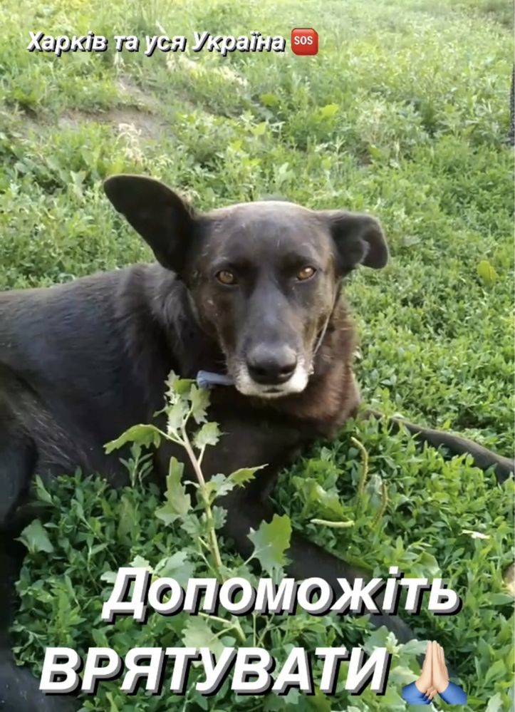 Терміново! Благаємо, врятуйте 2х собань!