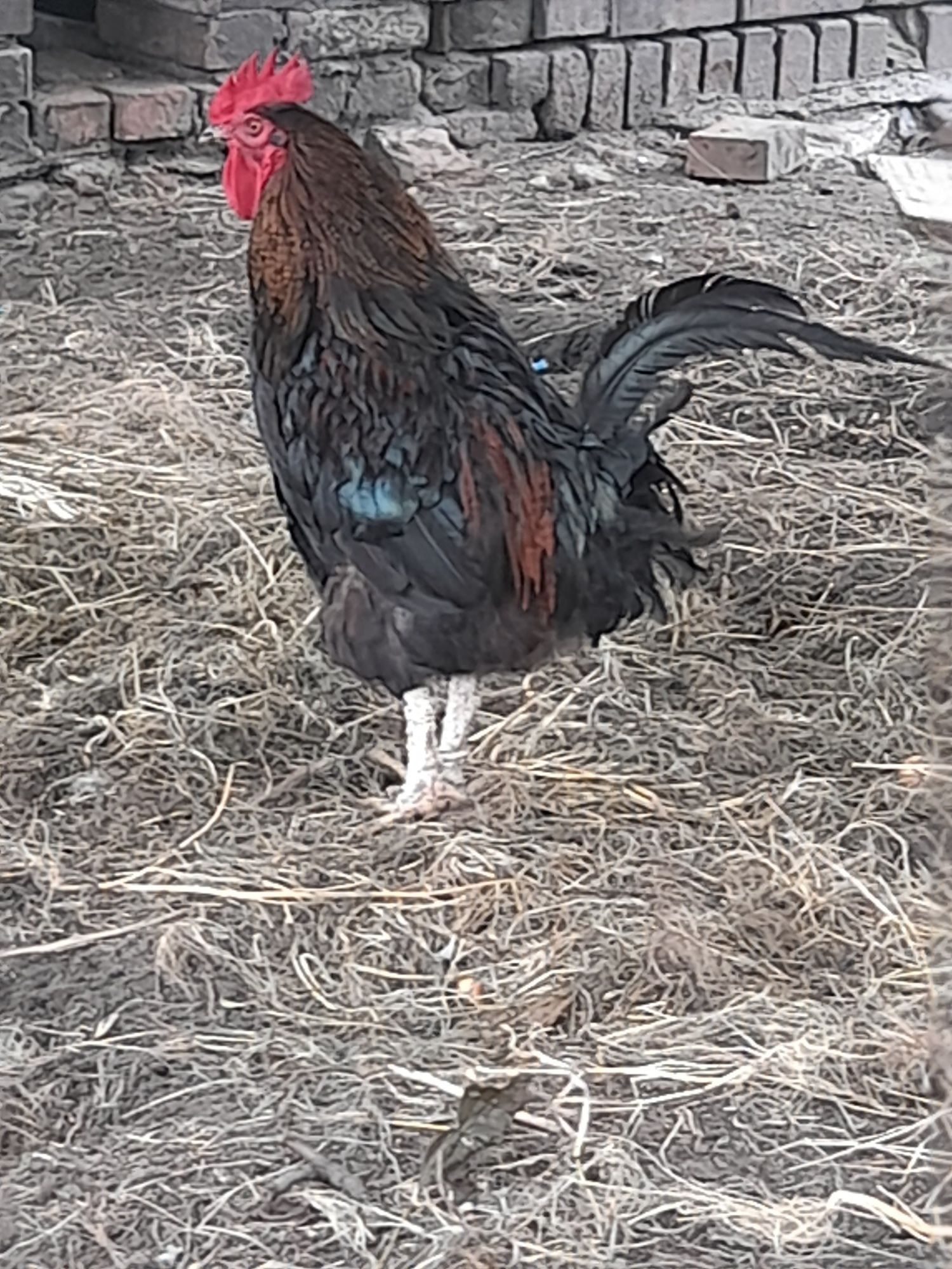 Sprzedam rocznego koguta