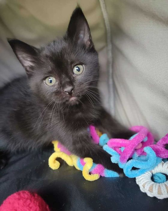 Setúbal / Margem Sul / Lisboa — FELIX e KURO*, gatinhos para adoção