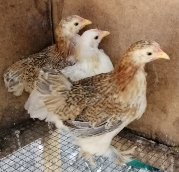 Карликовые куры ,пара -200 грн.