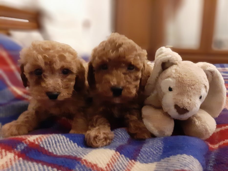 Пудель хлопчики і дівчинки