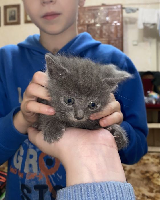 Віддам кошенят у хороші руки