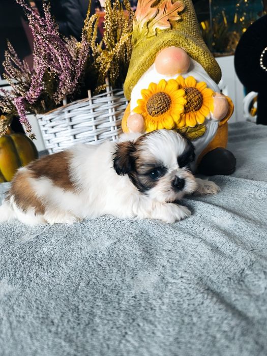 Suczka shih tzu tricolor umowa rodowód chip wyprawka legalna hodowla