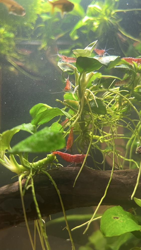 krewetki Red Cherry
