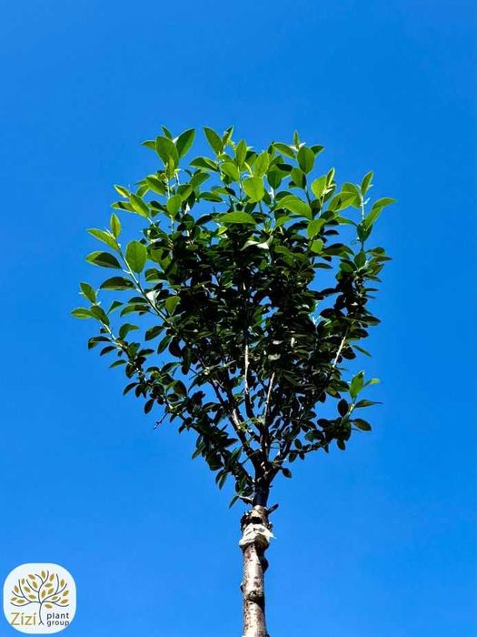 Prunus eminens Umbraculifera, wiśnia osobliwa, pień 220cm, obw.8-12cm