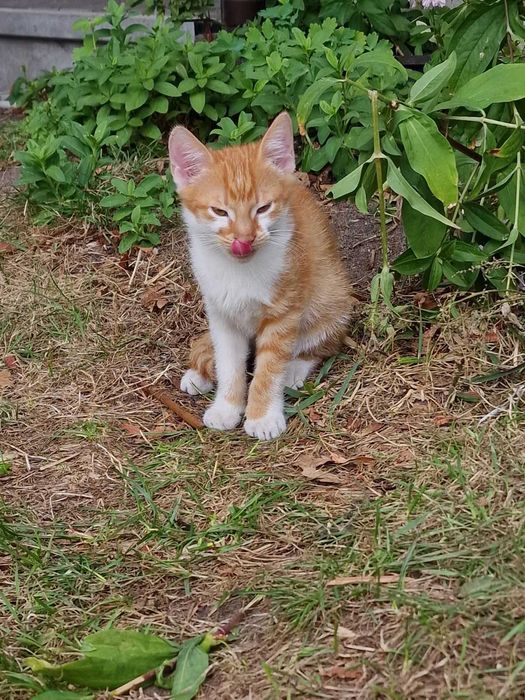 Kot 3,5miesięczny od ręki