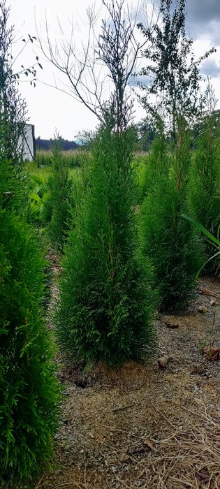 Продам туя смарагд