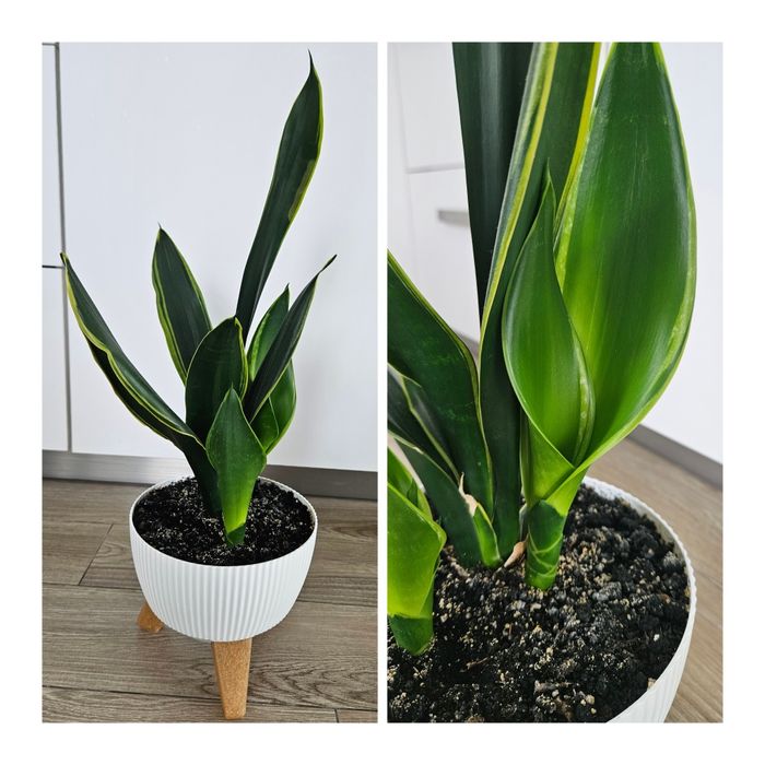 Сансевієрія Голден Флейм (Sansevieria Golden Flame)