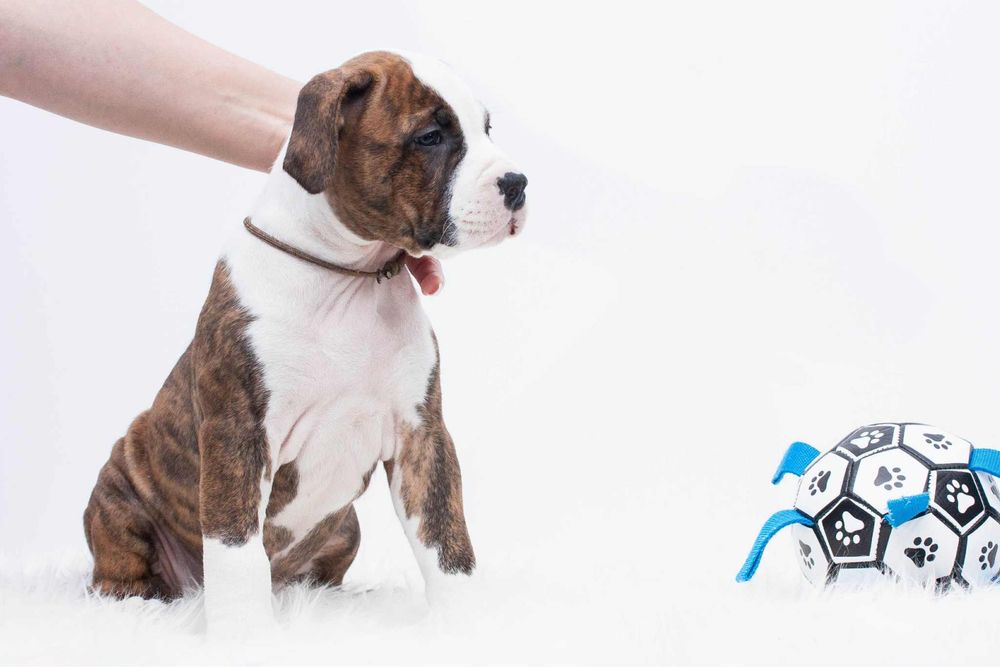Amstaff FCI/ZKWP American Staffordshire Terrier