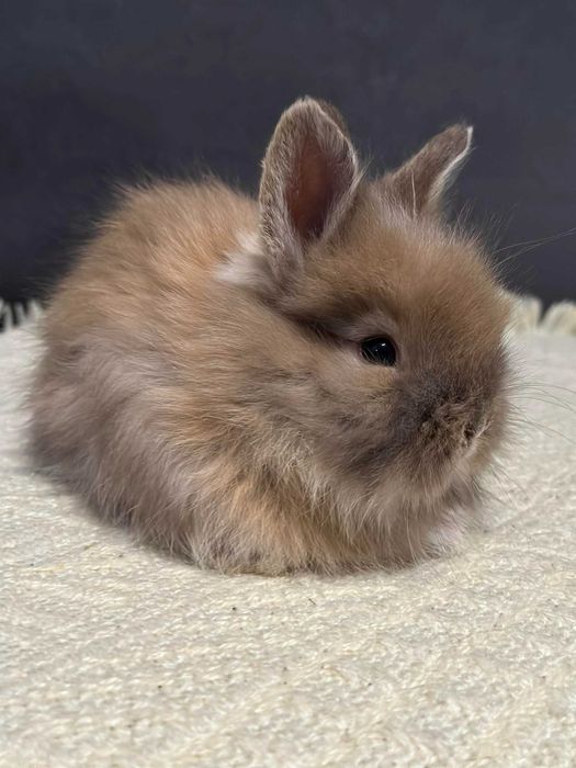 królik miniaturka