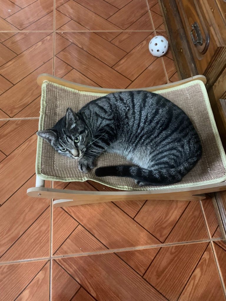 Gatinha para adoção responsável