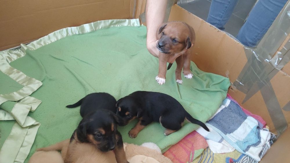 Cães bebé para adopção responsavel