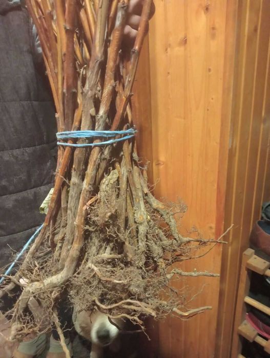 Sadzonki malin Polonez / Mapena