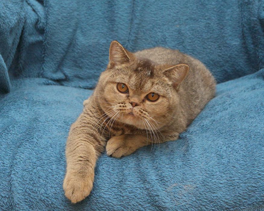 Брутальний, кремезний британець для поціновувачів породи