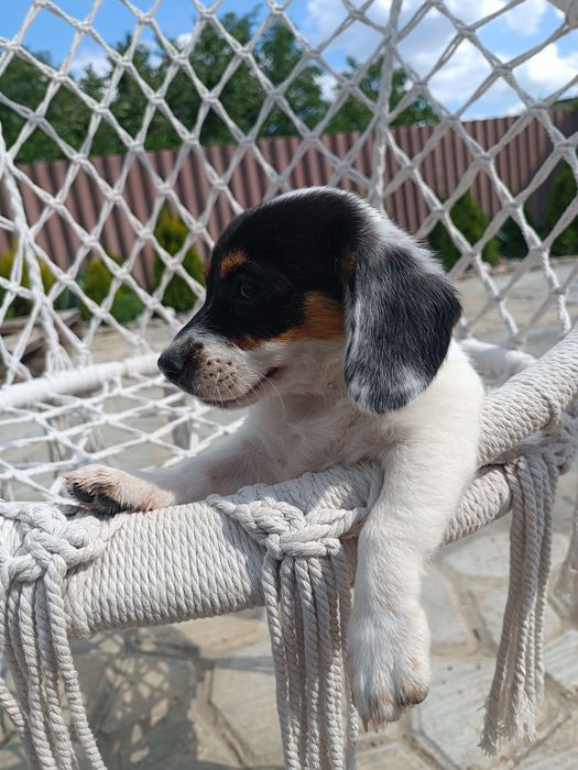 В редком окрасе девочка