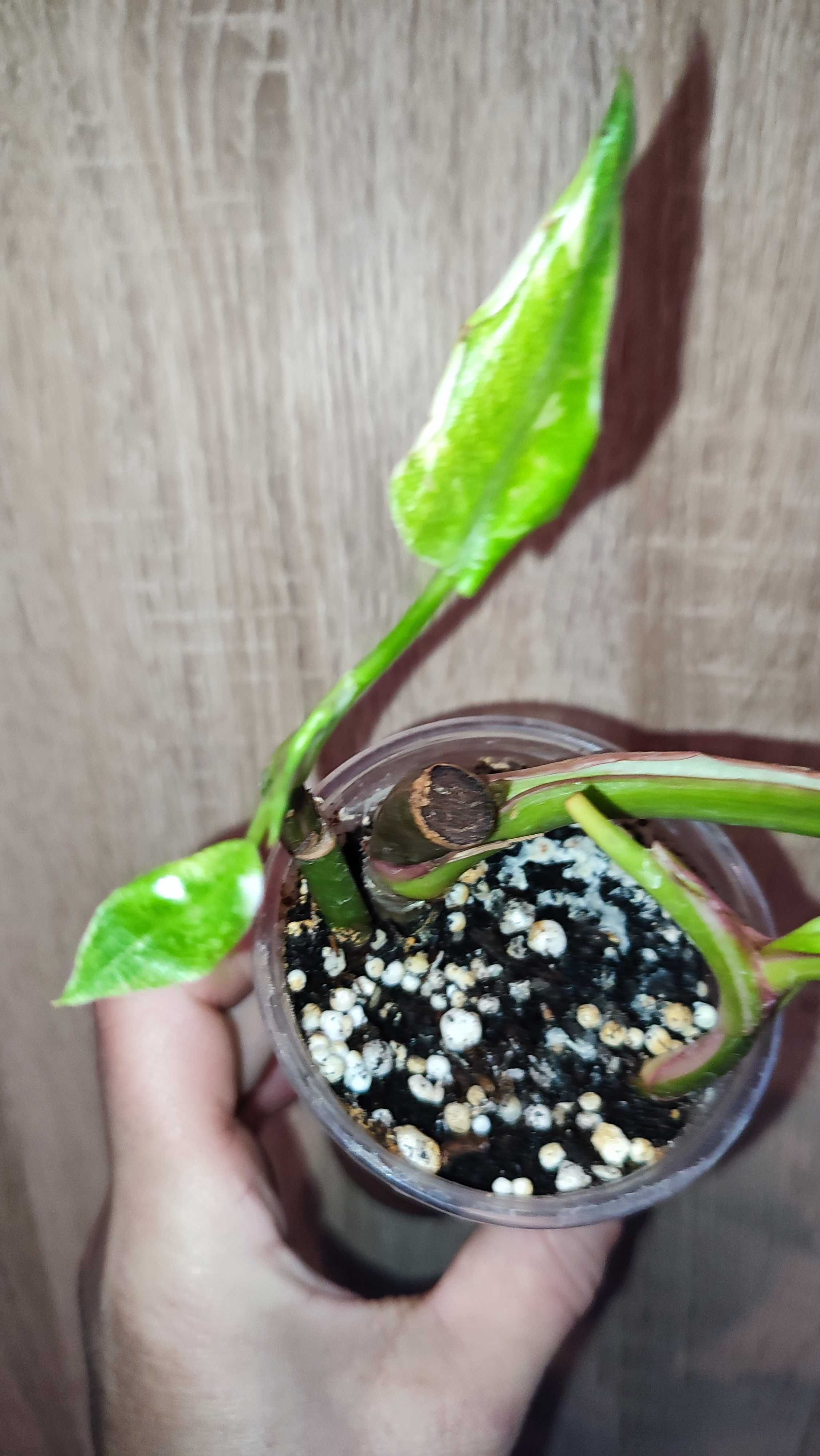Filodendron Philodendron White Princess