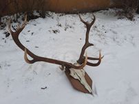 Polecam świetne Poroża jelenia