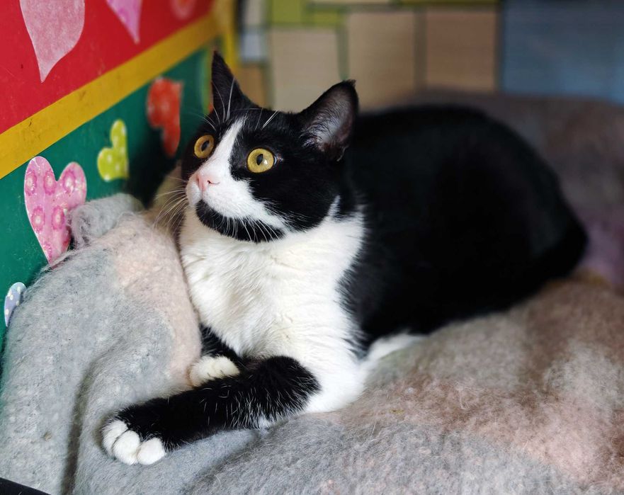 Маюша чекає на людину, якій подарує любов! кішка 1рік кошка кіт кошеня