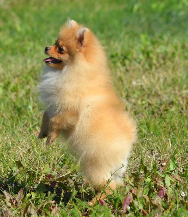 Szpic Miniaturowy Pomeranian Wiwa ZKwP FCI rodowód piękna