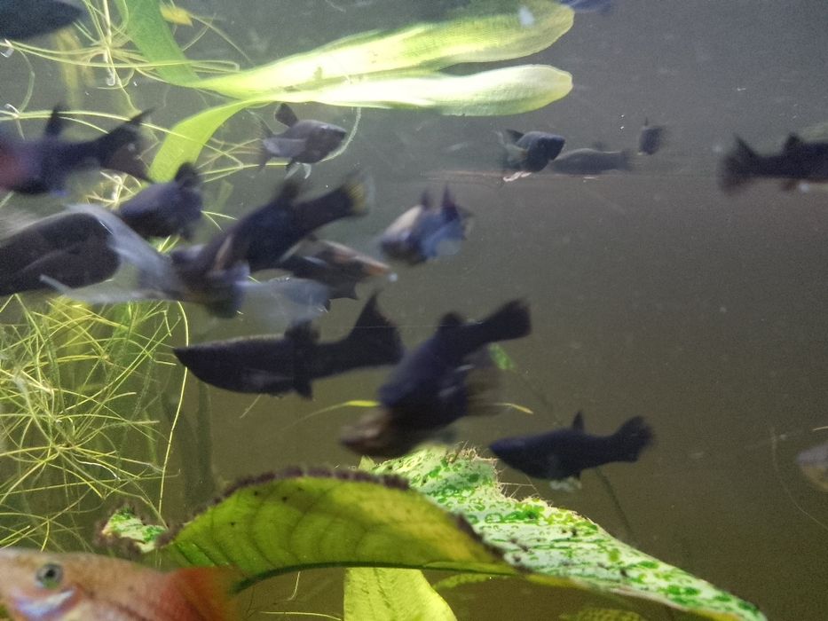 Sprzedam rybki prętnik karłowaty ,molinezje