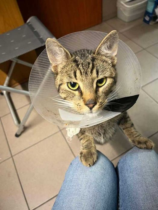 DIEGO kocurek młody kochany przytulas adopcja schronisko