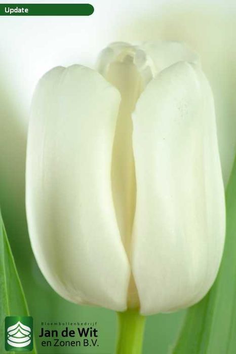 Цибулини тюльпанів 12+ на вигонку і для саду Нідерланди Jan de Wit