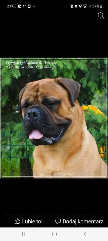 Bullmastiff - zapowiedź szczeniąt