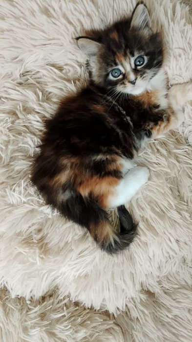 REZERWACJA Kotka Maine Coon Rodowód FPL