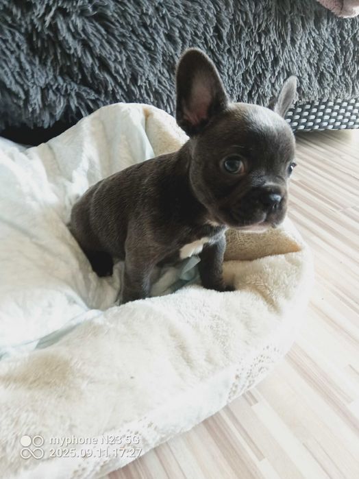 Buldog francuski  piękny  szczenię rodowód
