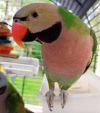 Розовогрудый (ожереловый)умный попугай,ожереловый  выкормыш